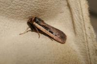 Ochropleura leucogaster