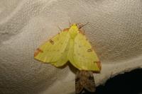 Opisthograptis luteolata