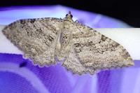 Rheumaptera cervinalis barbuti