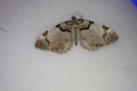 Anticlea derivata