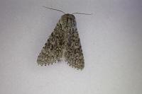 Acronicta euphorbiae