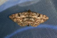 Peribatodes rhomboidaria rhomboidaria