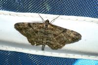 Peribatodes rhomboidaria rhomboidaria