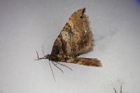 Earophila badiata