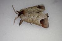 Clostera curtula
