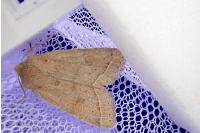 Orthosia cerasi