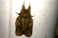 Peridea anceps