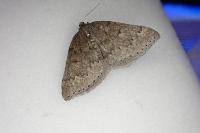 Aleucis distinctata
