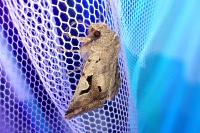 Orthosia gothica