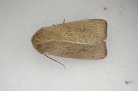 Mythimna sicula