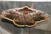 Saturnia pyri