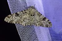 Biston betularia