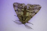 Lycia hirtaria