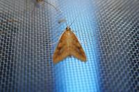 Udea ferrugalis