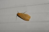 Wittia sororcula