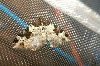 Xanthorhoe fluctuata