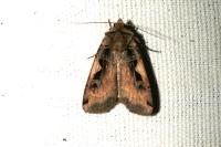 Xestia c-nigrum