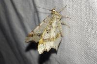 Macaria alternata