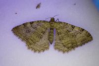 Rheumaptera cervinalis barbuti