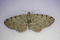 Aethalura punctulata