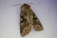 Orthosia gothica