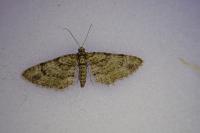 Gymnoscelis rufifasciata