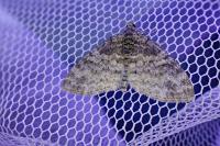 Lobophora halterata