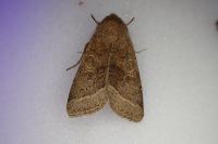 Orthosia cerasi