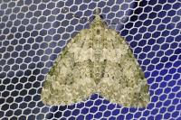 Chloroclysta miata miata