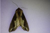 Egira conspicillaris
