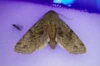 Orthosia incerta