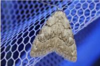 Nola confusalis