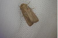 Mythimna sicula