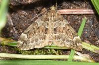 Thera britannica/variata