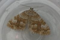 Perizoma flavofasciata