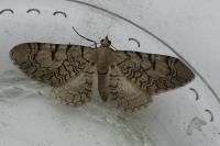 Eupithecia venosata/schiefereri