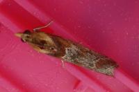 Ancylosis cinnamomella
