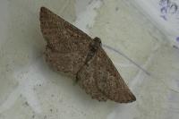 Rhoptria asperaria