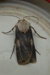 Agrotis puta