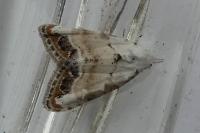 Nola infantula