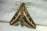 Hyles livornica