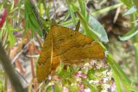 Camptogramma bilineata