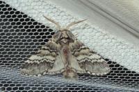 Drymonia ruficornis