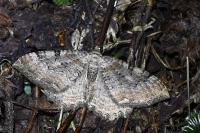 Rheumaptera cervinalis barbuti