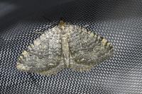 Triphosa