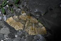 Rheumaptera