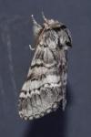 Drymonia ruficornis