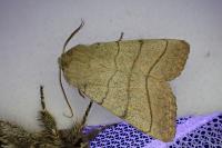 Charanyca trigrammica