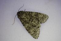 Acronicta megacephala