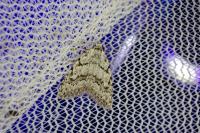 Nola cicatricalis